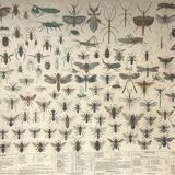 Bouasse-Lebel educational board at the end of the 19th Natural History Insects