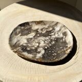 Very large empty pocket or dish in medium light petrified wood 1143
