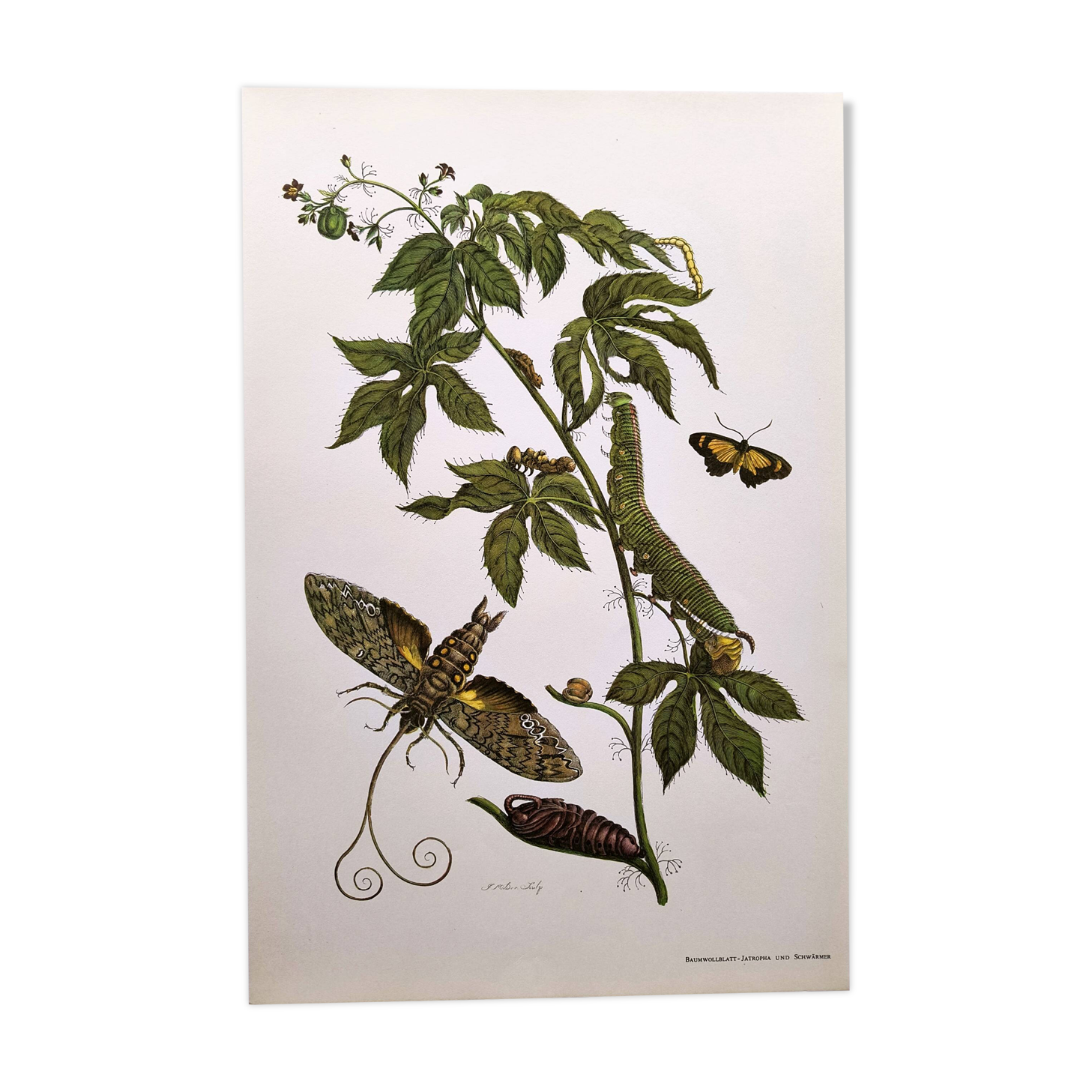 Vintage Illustration - Tropical Sphinx and Exotic Plant - by Merian