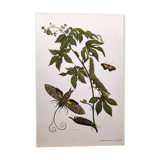 Vintage Illustration - Tropical Sphinx and Exotic Plant - by Merian