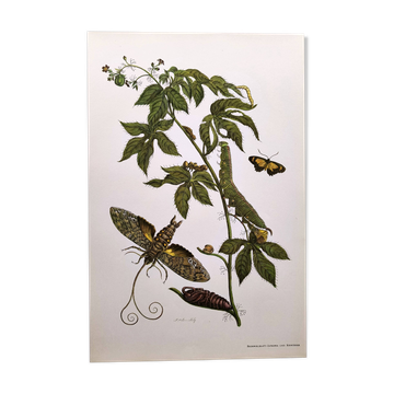 Vintage Illustration - Tropical Sphinx and Exotic Plant - by Merian