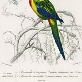 Poster about colorful parakeets, based on an old engraving from 1849.