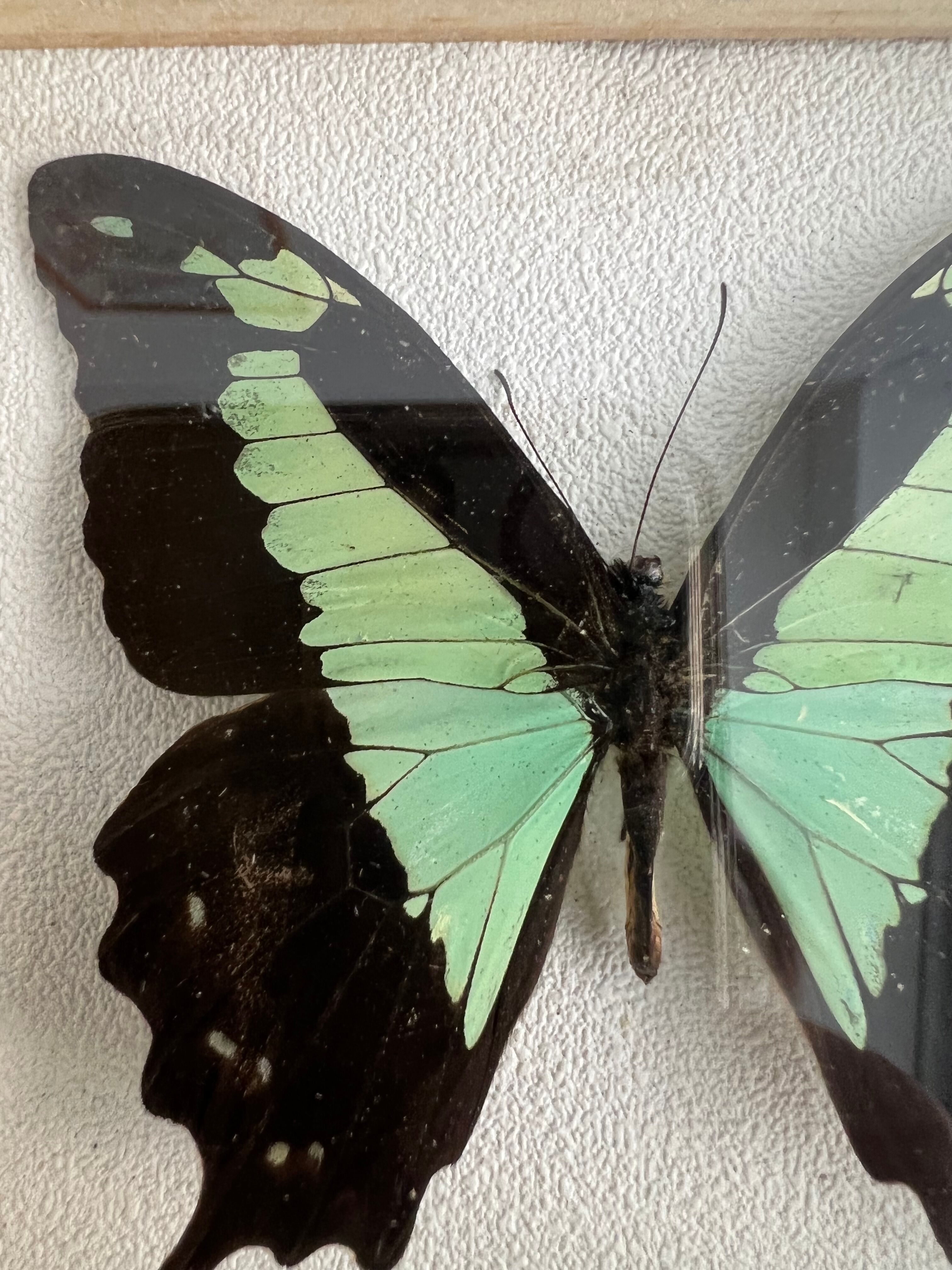 Naturalized butterfly taxidermy frame