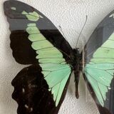 Naturalized butterfly taxidermy frame