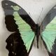 Naturalized butterfly taxidermy frame