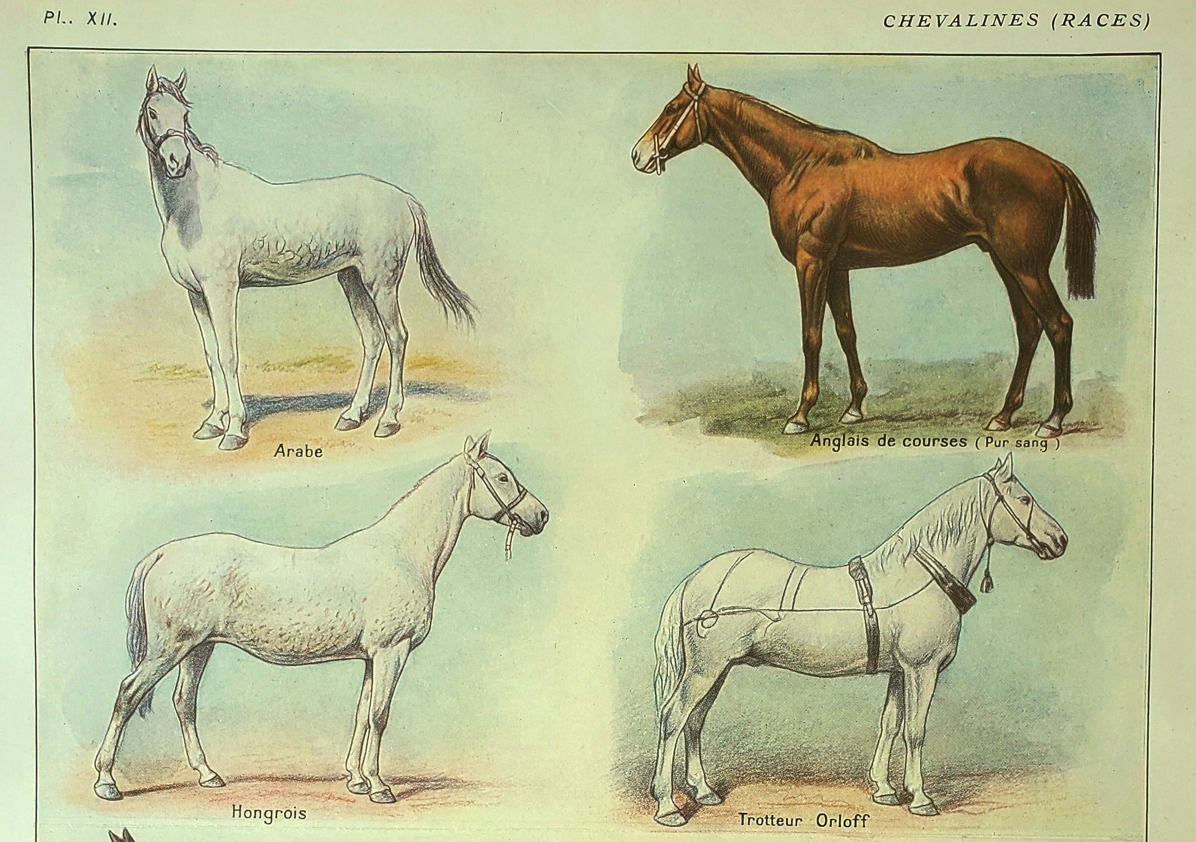 Antique engraving 1921 - Horse Breed (1) by Dessertenne. Plate of a horse