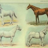 Antique engraving 1921 - Horse Breed (1) by Dessertenne. Plate of a horse