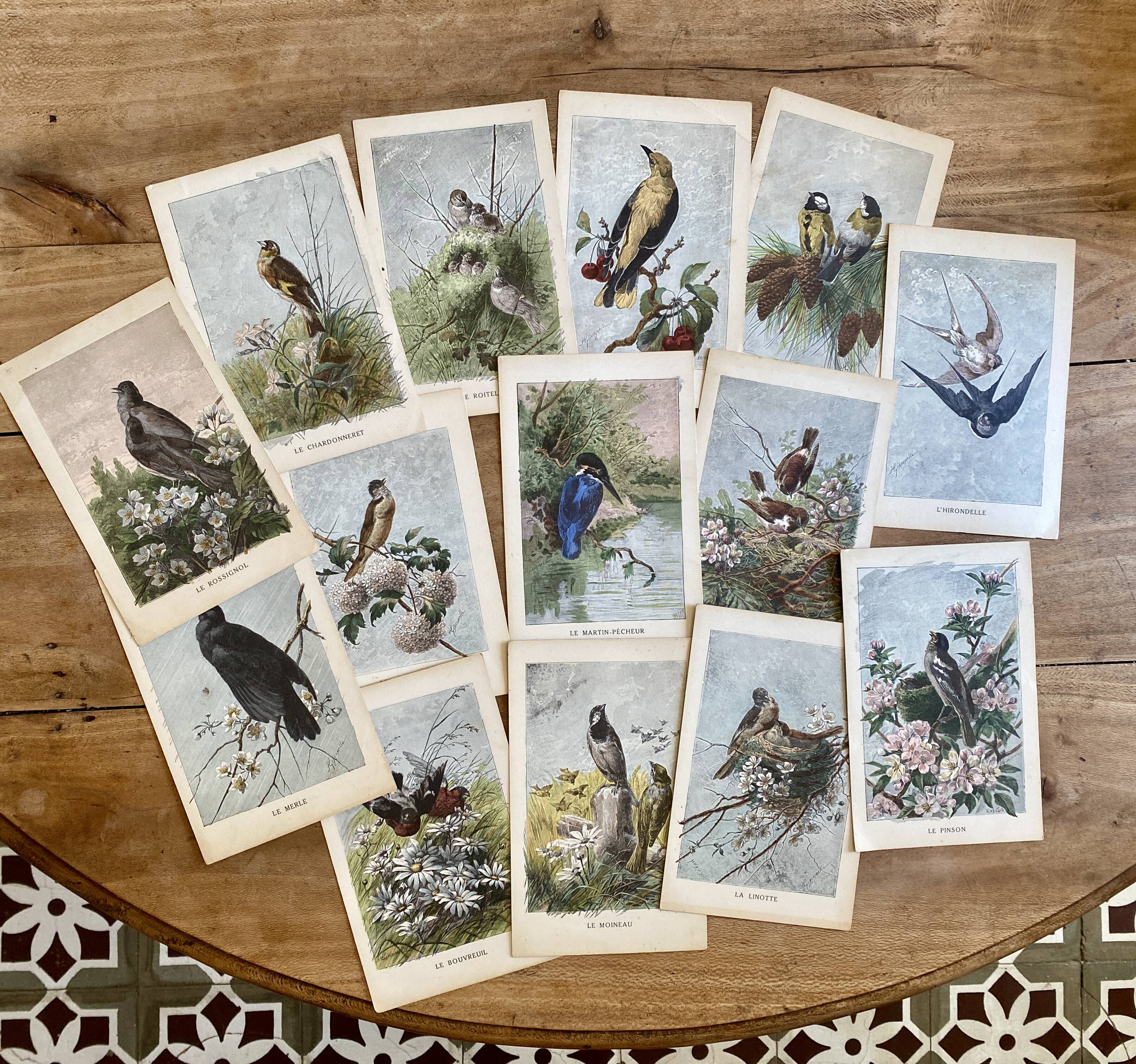 ancienne gravure d'oiseau - giacomelli et huyot - le loriot -