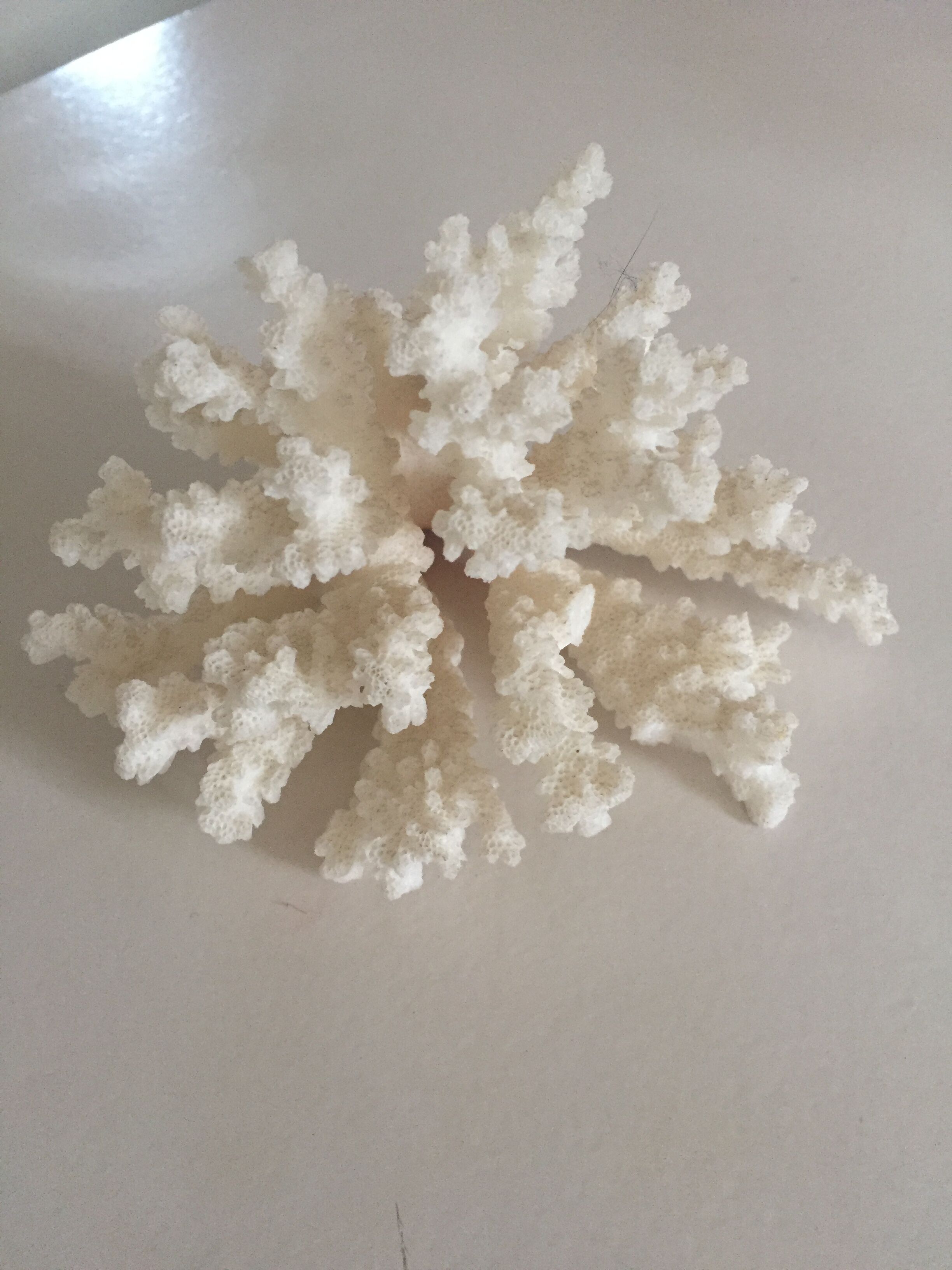 Former white coral