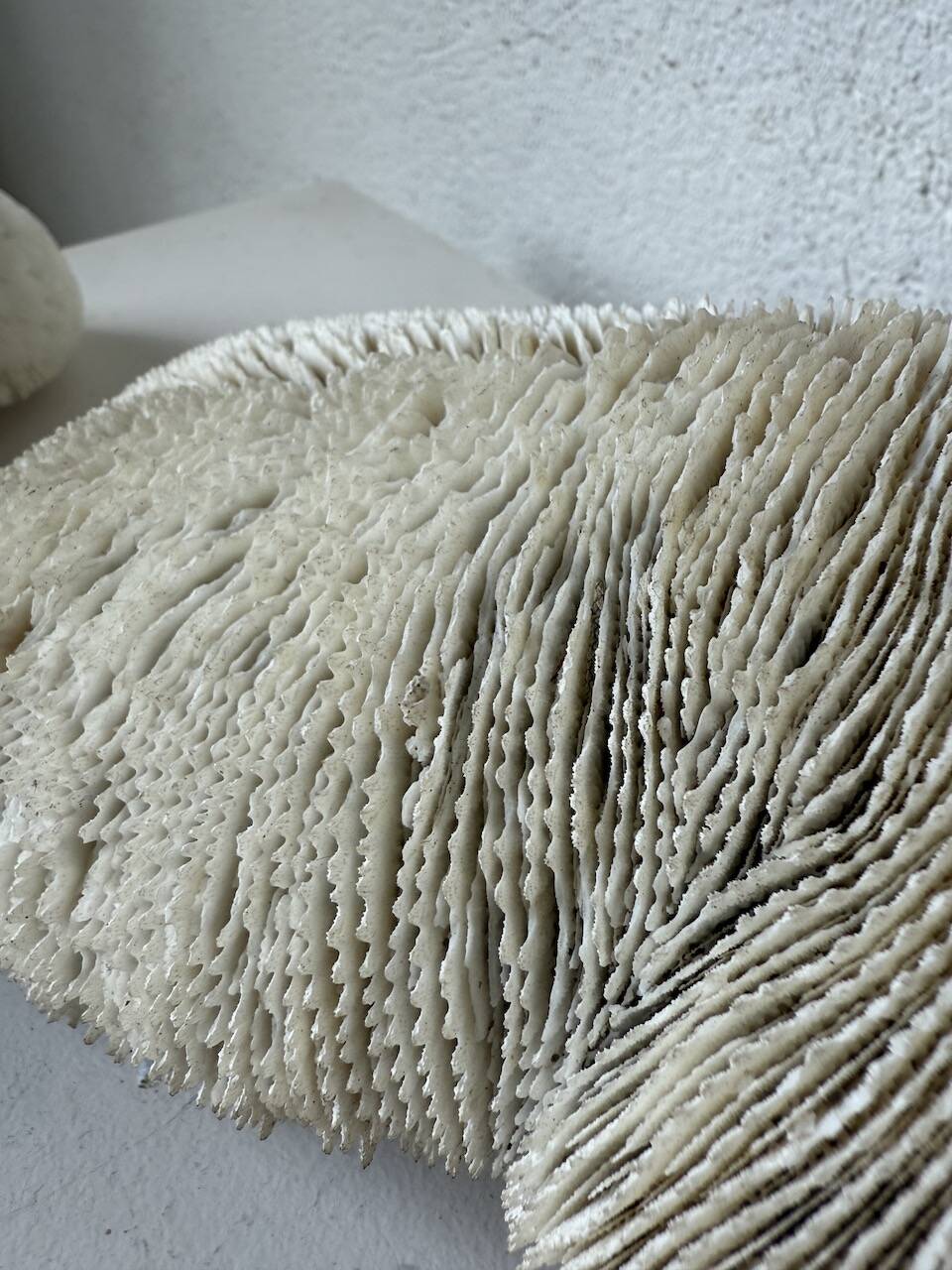 Pair of Fungia "shark cushion" corals