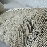 Pair of Fungia "shark cushion" corals