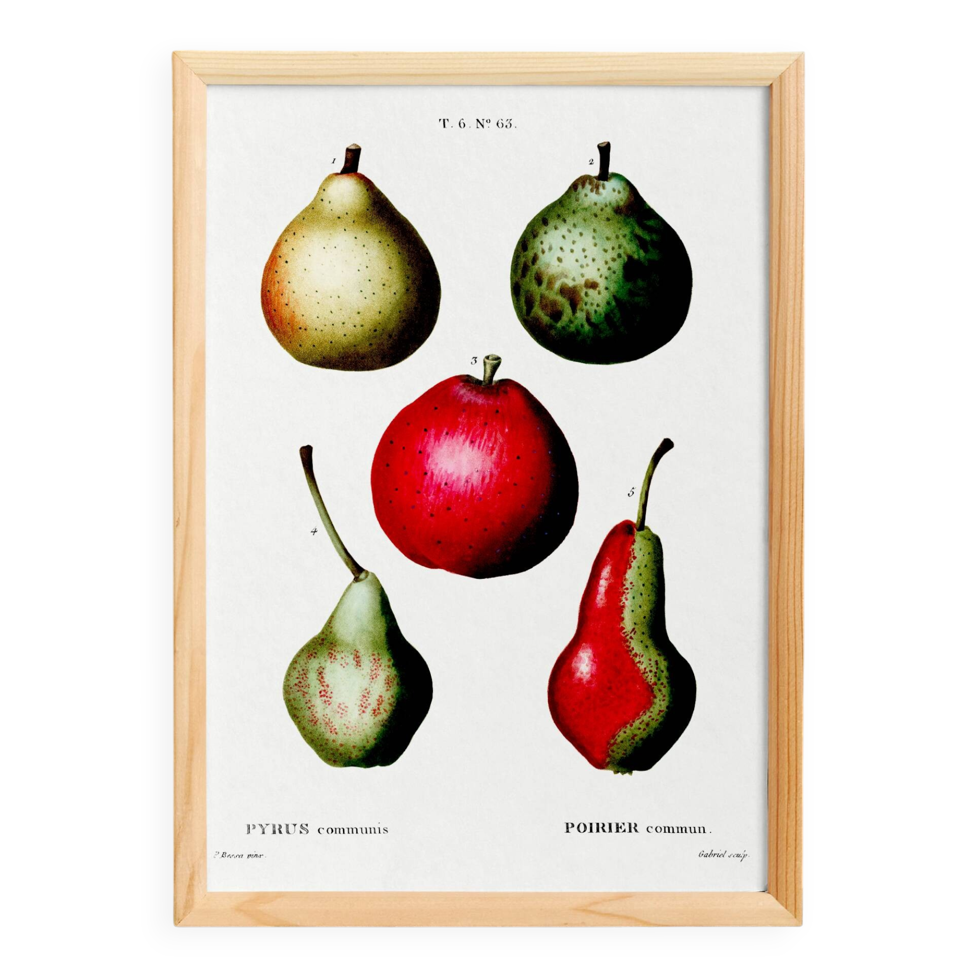 Botanical poster about pears, based on an old engraving from 1802