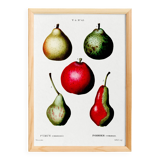 Botanical poster about pears, based on an old engraving from 1802