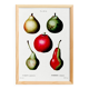 Botanical poster about pears, based on an old engraving from 1802