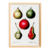 Affiche botanique sur les poires, d’après une gravure ancienne de 1802