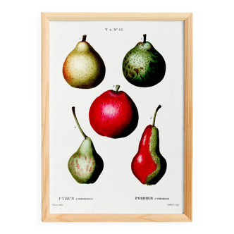 Botanical poster about pears, based on an old engraving from 1802