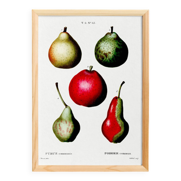 Affiche botanique sur les poires, d’après une gravure ancienne de 1802