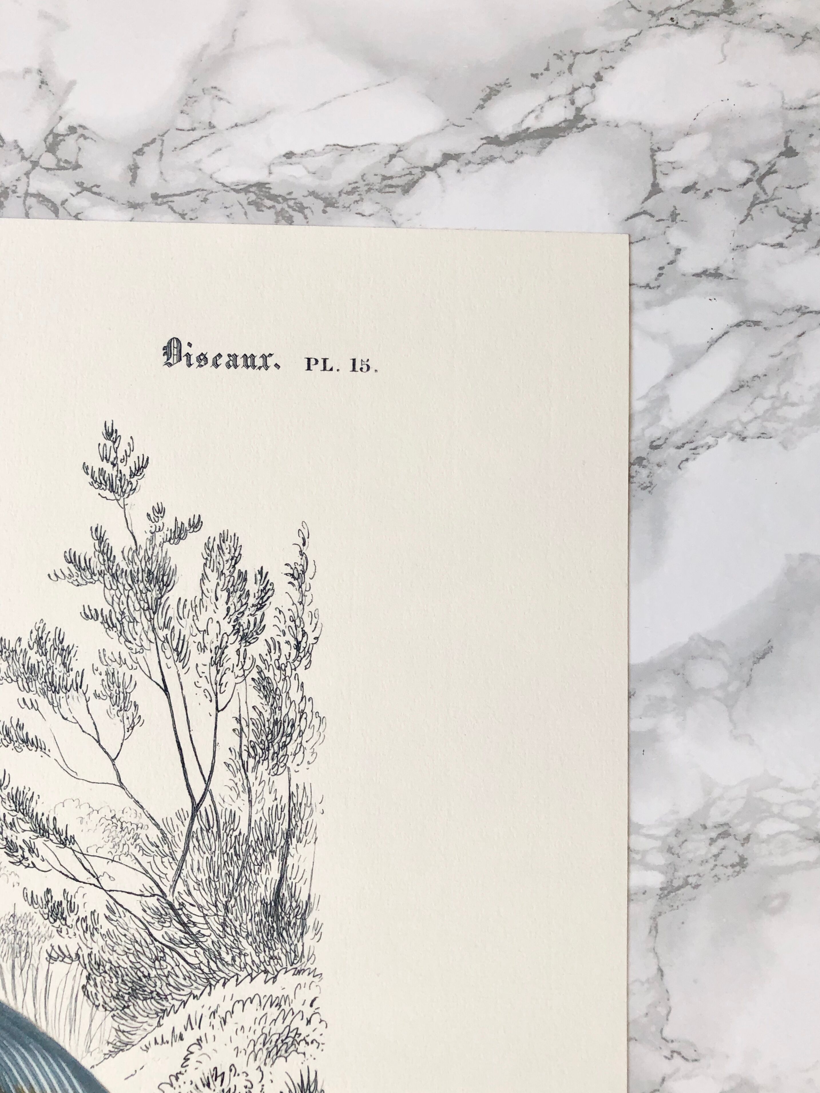 Zoological plank in color representing the Purple Heron