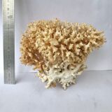 Big bush pacific coral