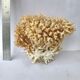 Big bush pacific coral