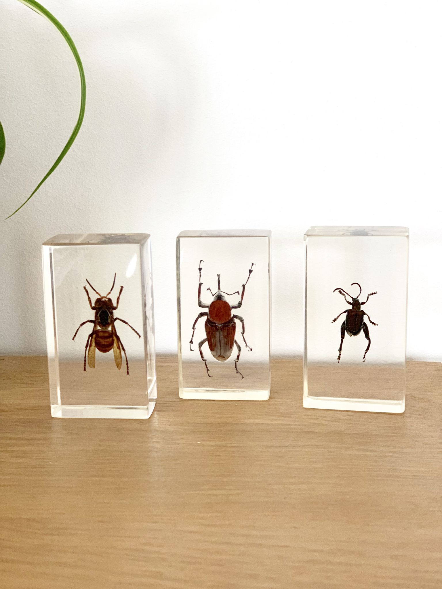 Trio d’insectes sous inclusion de résine N°2
