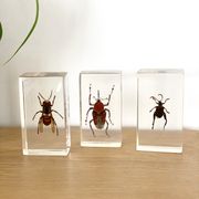 Trio d’insectes sous inclusion de résine N°2