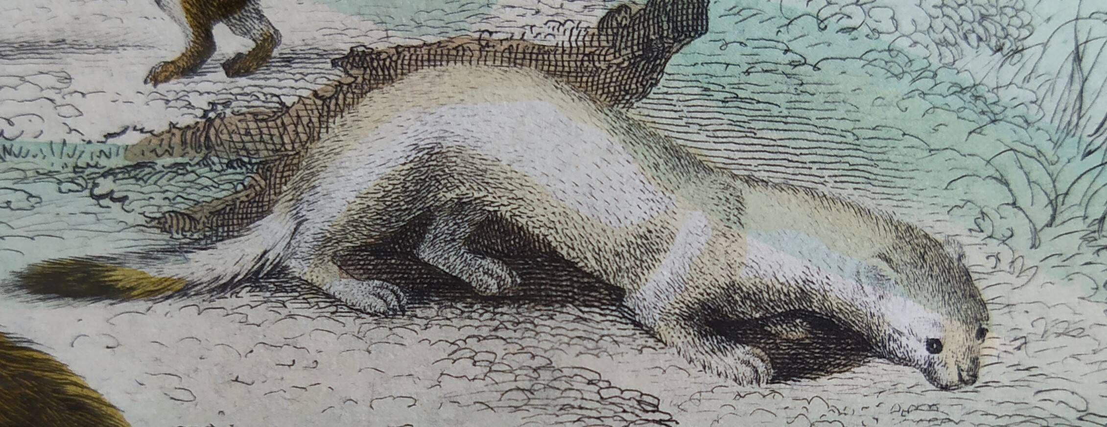Original zoological plate "Marten, Marten, Weasel, Ermine" - Buffon 1840