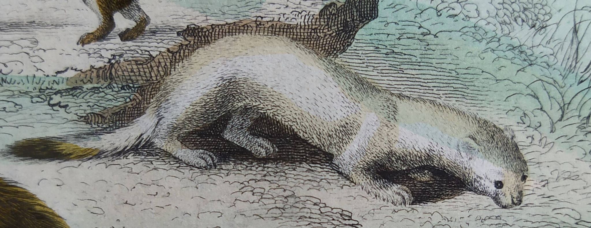 Original zoological plate "Marten, Marten, Weasel, Ermine" - Buffon 1840