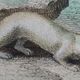 Original zoological plate "Marten, Marten, Weasel, Ermine" - Buffon 1840