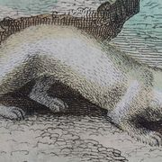 Original zoological plate "Marten, Marten, Weasel, Ermine" - Buffon 1840