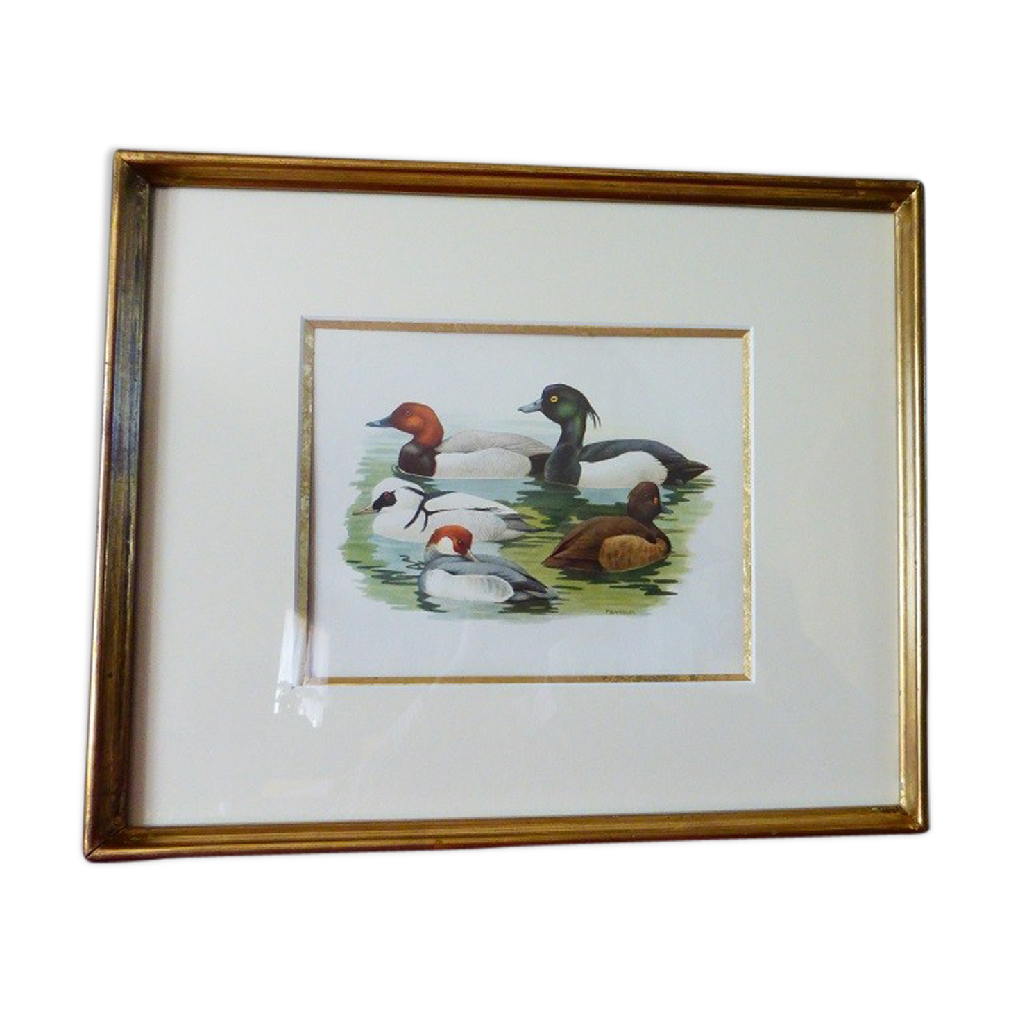 Birds - collection Hepatior N ° 31