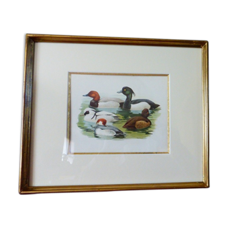 Birds - collection Hepatior N ° 31