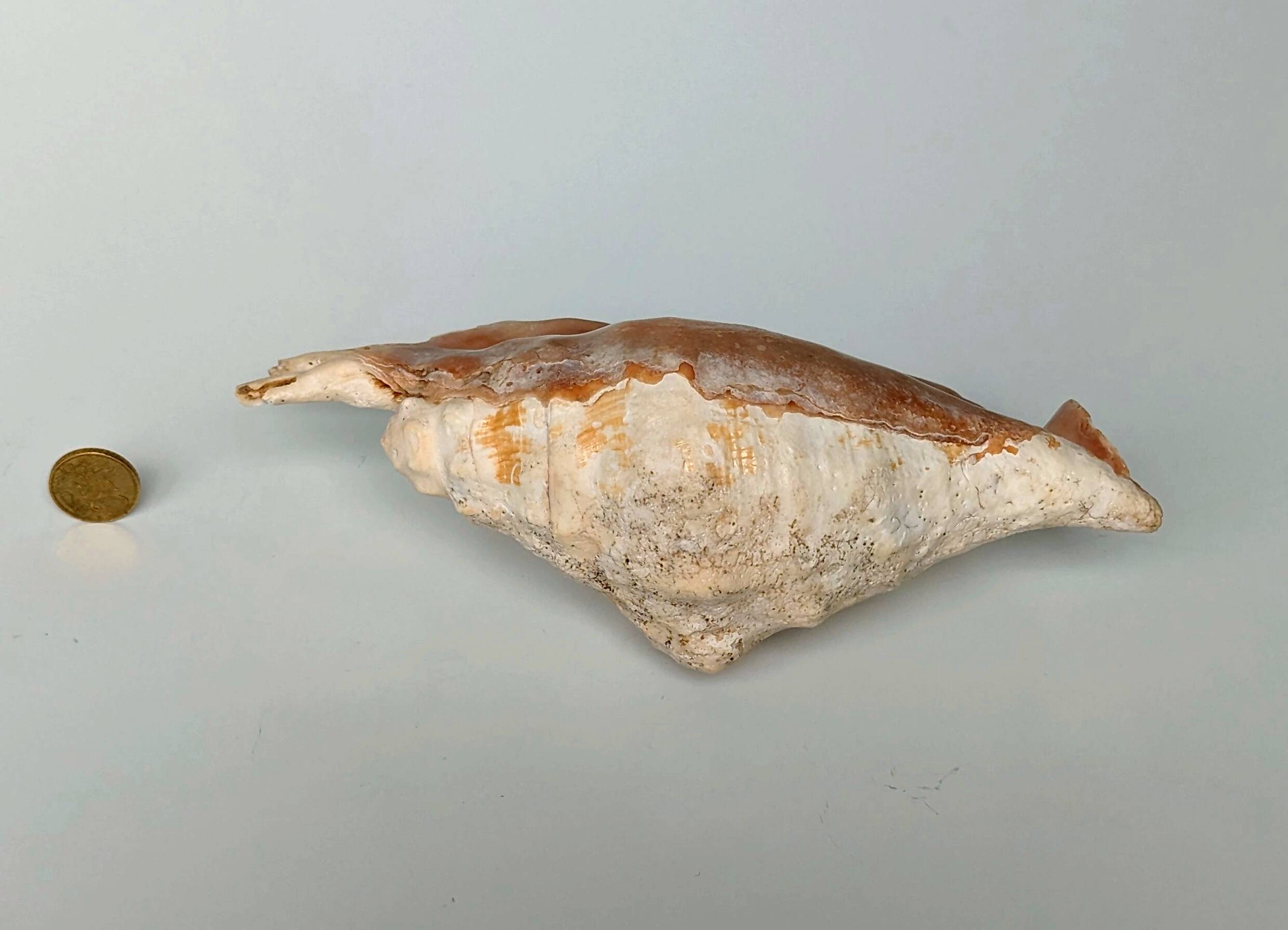 Large pink shell - Large Lambis - Strombidae - Lambis Truncata with 7 digitizations