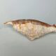 Large pink shell - Large Lambis - Strombidae - Lambis Truncata with 7 digitizations