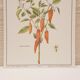 Planche botanique Piment doux