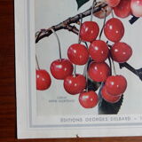 Old cherry poster