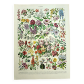 Botanical engraving 1928 A. Millot - Flower and plant 2