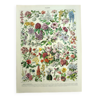 Botanical engraving 1928 A. Millot - Flower and plant 2