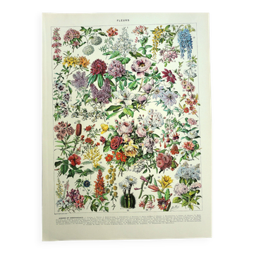 Botanical engraving 1928 A. Millot - Flower and plant 2