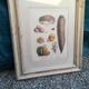 Framed botanical plank, vegetables