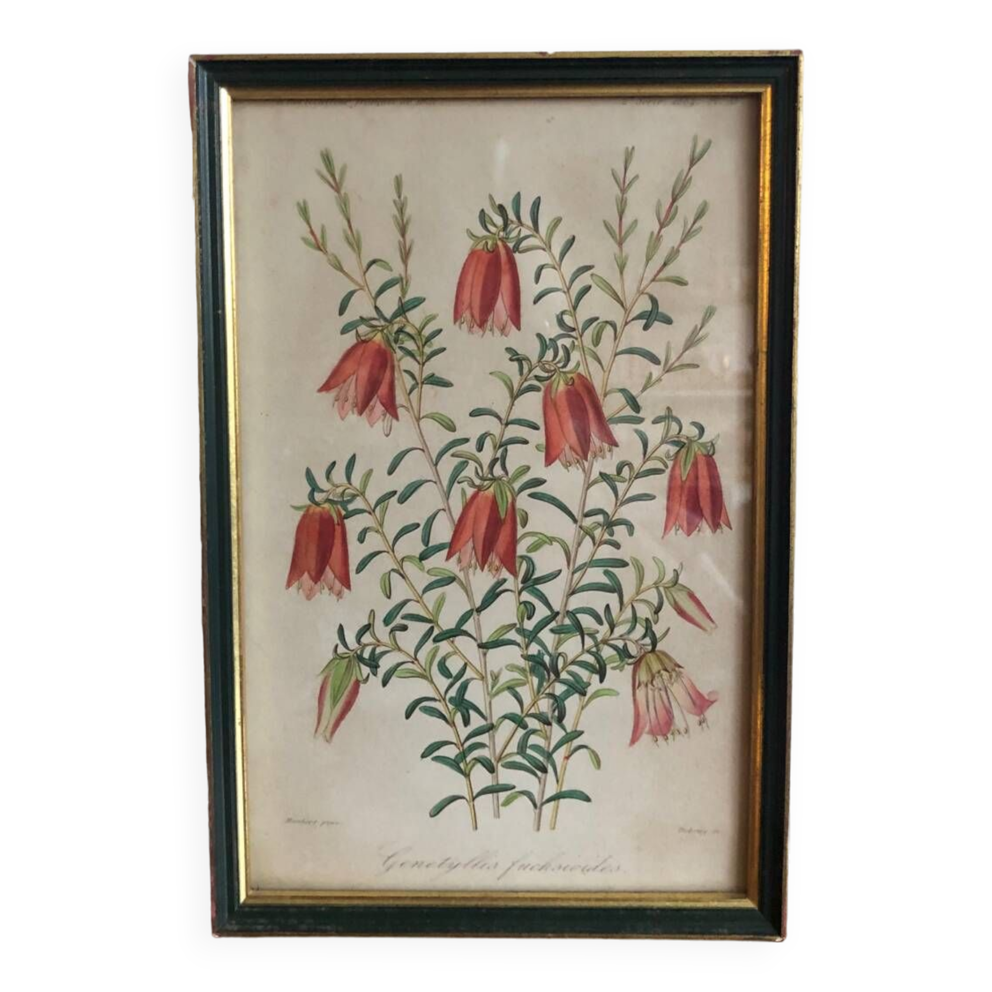 Vintage botanical illustration