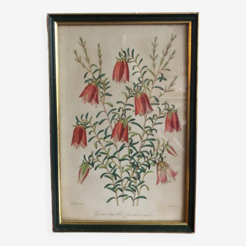 Illustration de botanique vintage