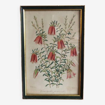 Vintage botanical illustration