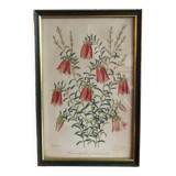 Vintage botanical illustration