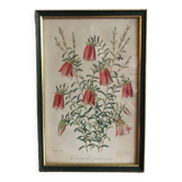 Vintage botanical illustration