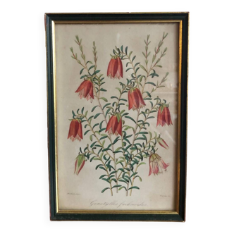 Vintage botanical illustration