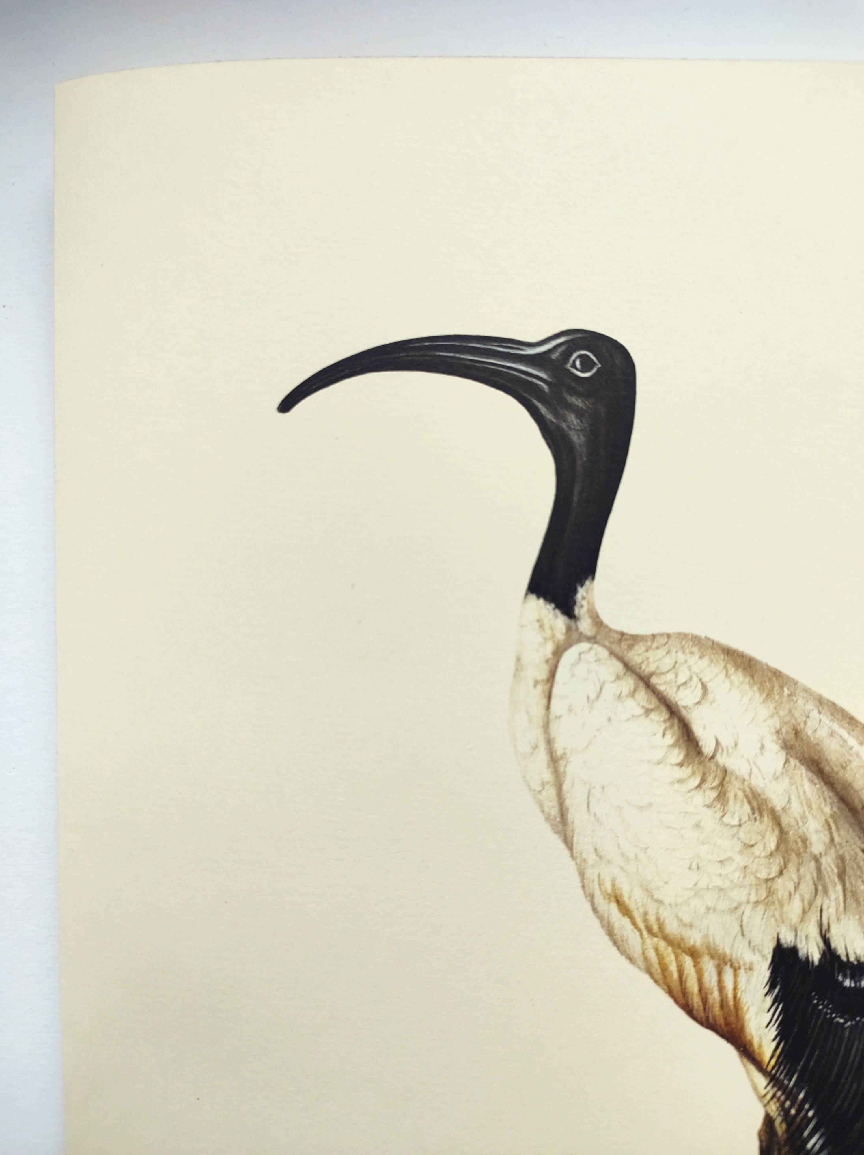 Board from the 70s - Sacred Ibis of Egypt - Vintage animal and bird illustration