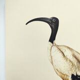 Board from the 70s - Sacred Ibis of Egypt - Vintage animal and bird illustration