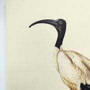 Board from the 70s - Sacred Ibis of Egypt - Vintage animal and bird illustration