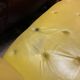Mid Century / Modernist / Bauhaus Style  Chaise in yellow leather and chrom